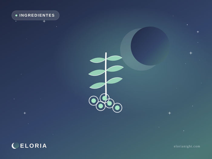 Ilustración nocturna Eloria — planta de Ashwagandha, activo natural para la menopausia